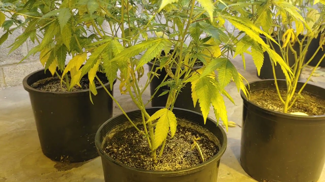 Mars Hydro FCE4800 VS 600w Hps. Conclusion to the Munky420 Grow along. link in the description.