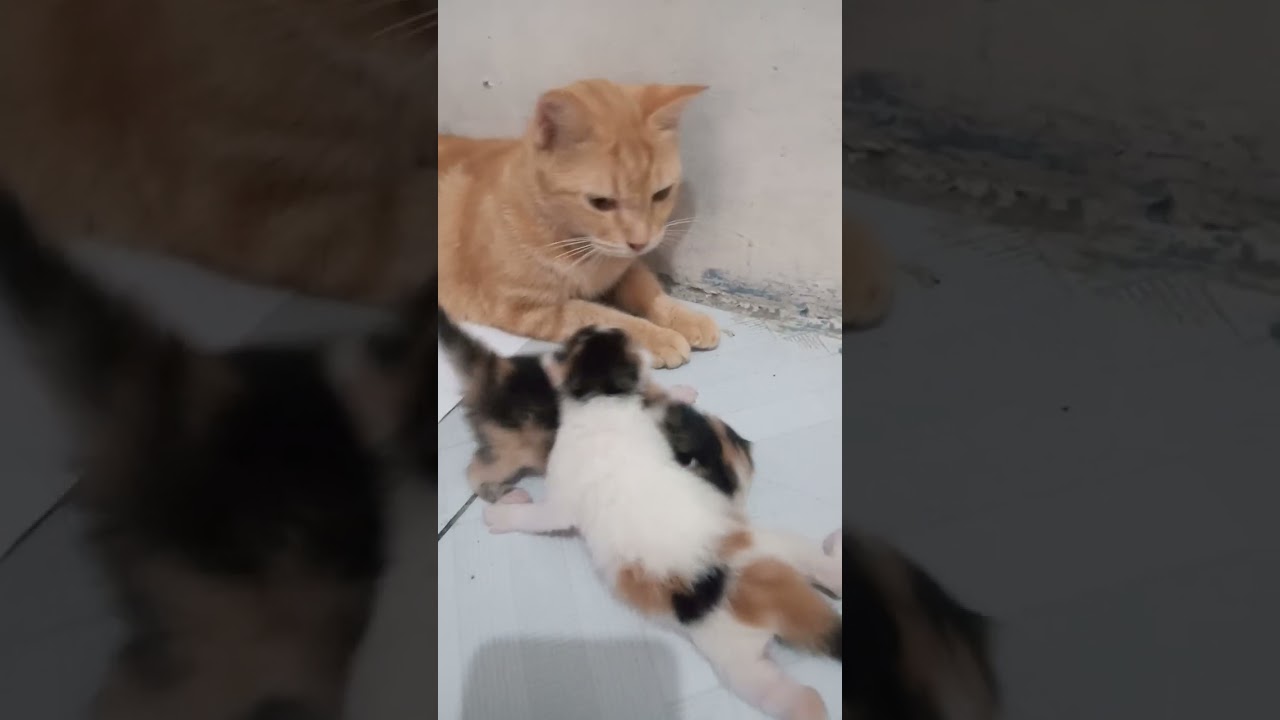 Hari hari kucing,,,pindah kontrakan pas beranak,pindah pindah melulu