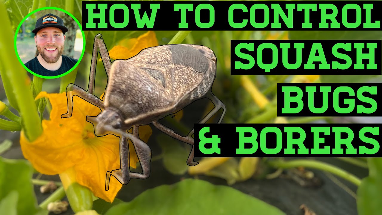 HOW TO CONTROL SQUASH BUGS & THE SQUASH VINE BORER ORGANICALLY