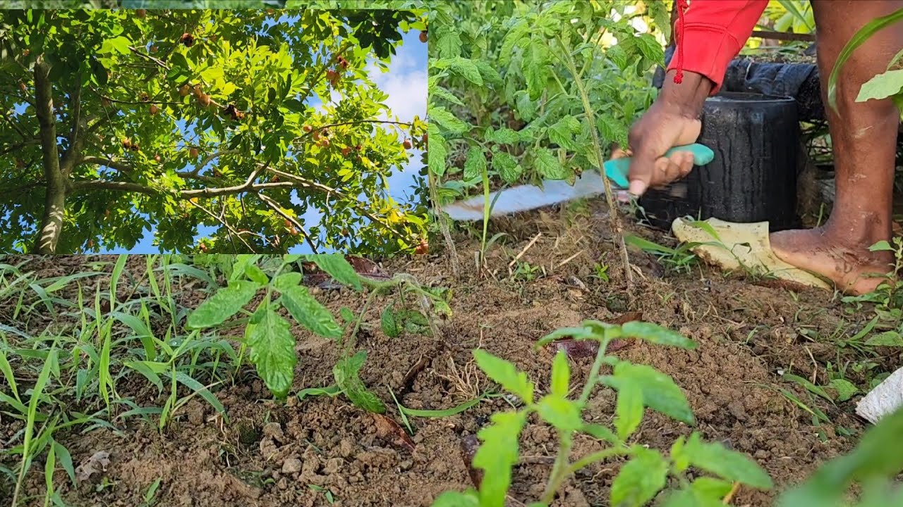 Cleaning out the tomatoes them and checking the ackee tree them