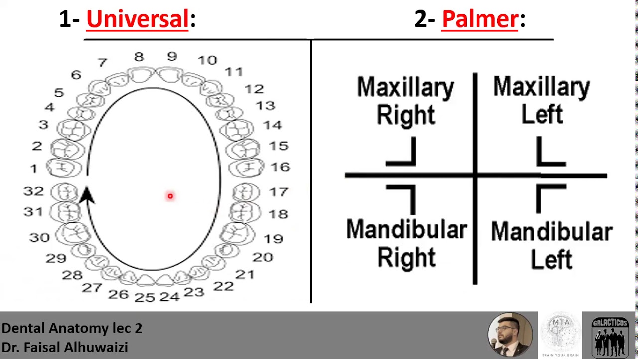 Dental Anatomy lec 2, Numbering Systems, Crown & Roots And Tooth Surfaces with MCQs