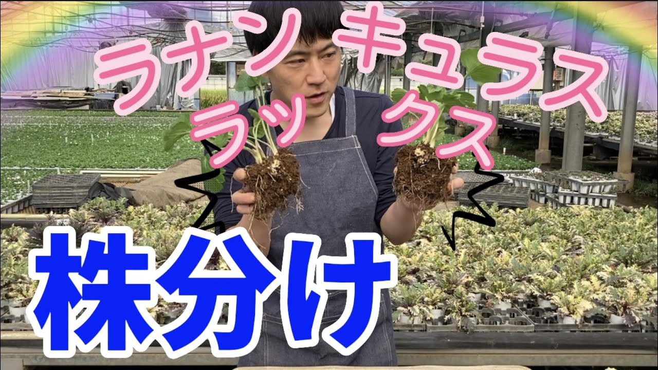 芽が出たラックス株分けします【ラナンキュラスラックス】【ガーデニング】【生産者】【園芸のぶチャンネル】