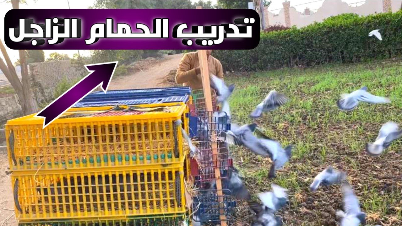 اول تمرينه للحمام الزاجل موسم 2026 وبالتوفيق للجميع