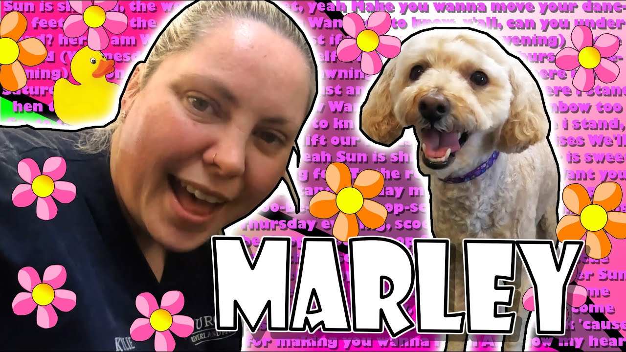 EXTREMELY Matted Poodle Gets a Much Needed Makeover