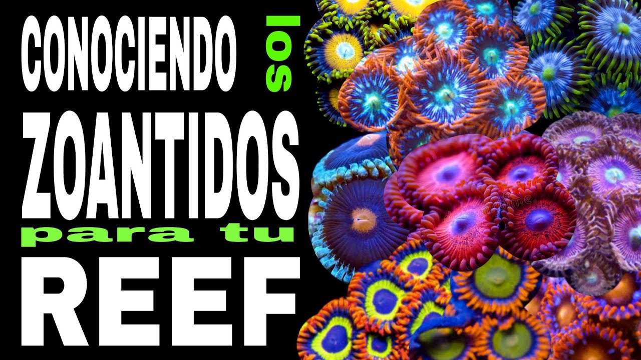 CONOCIENDO LOS ZOANTIDOS PARA TU REEF