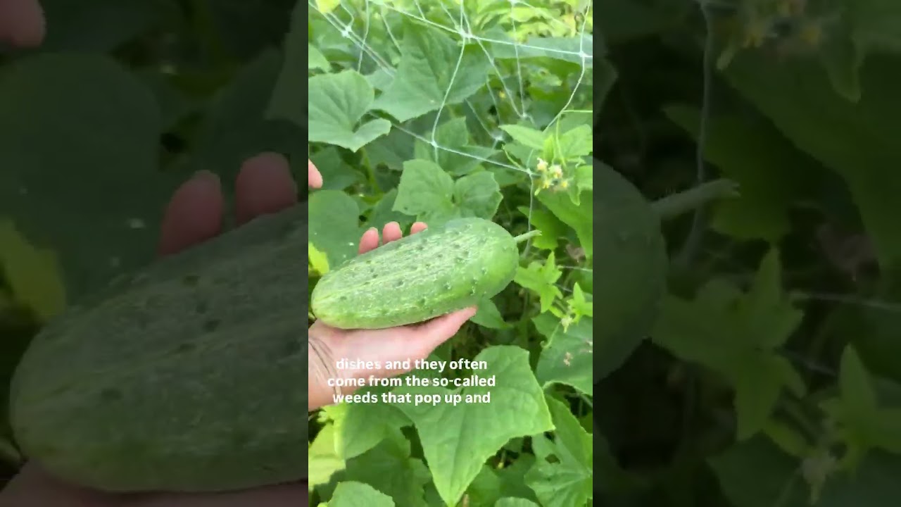 #садоводство @HomegrownHandgathered #урожайовощей