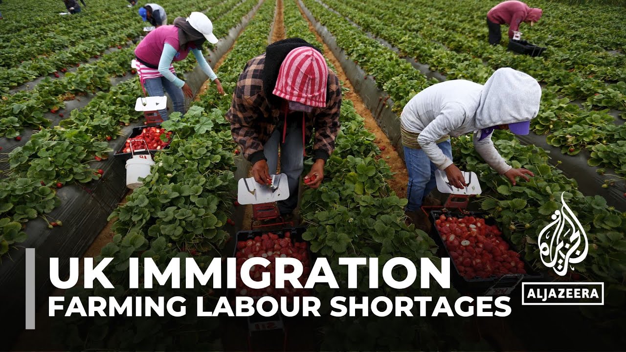 UK immigration: Severe labour shortage in farming industry