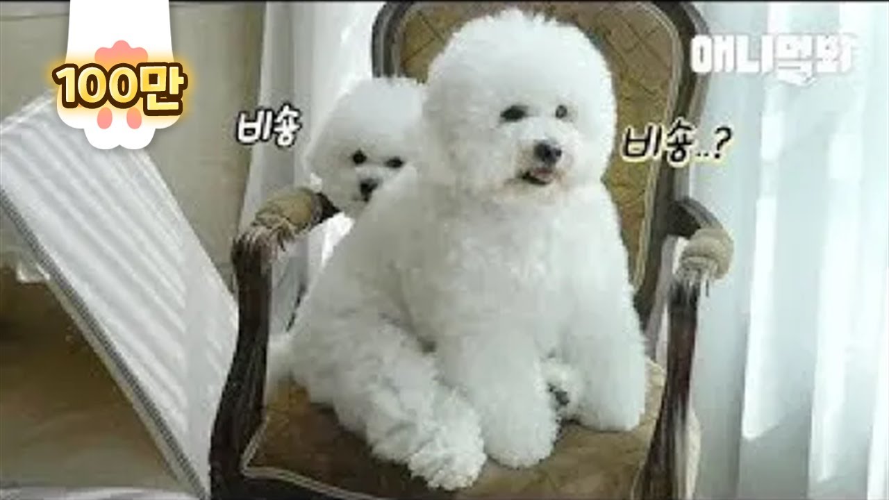 12-килограммовая собака Биг-Чон настаивает на том, что он Bichon LOL