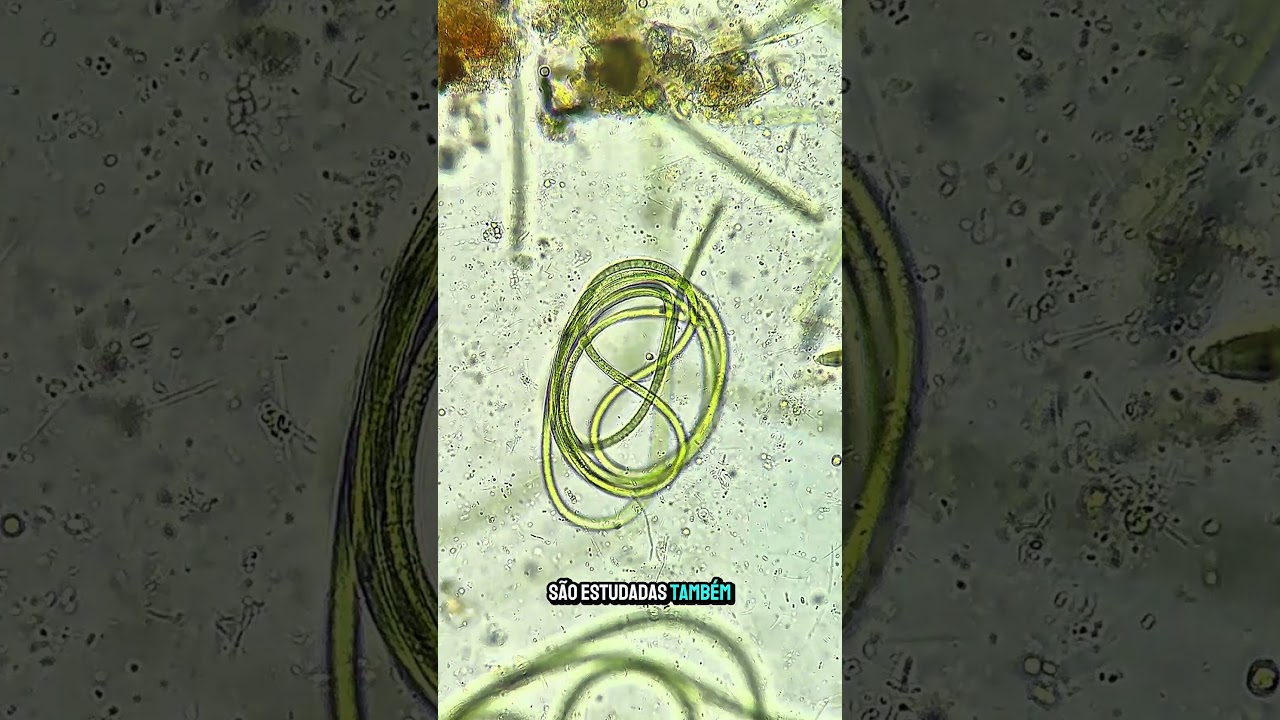 Cianobact&eacute;rias no microsc&oacute;pio! #shorts #biologia #bacterias #ciencia #prehistoric