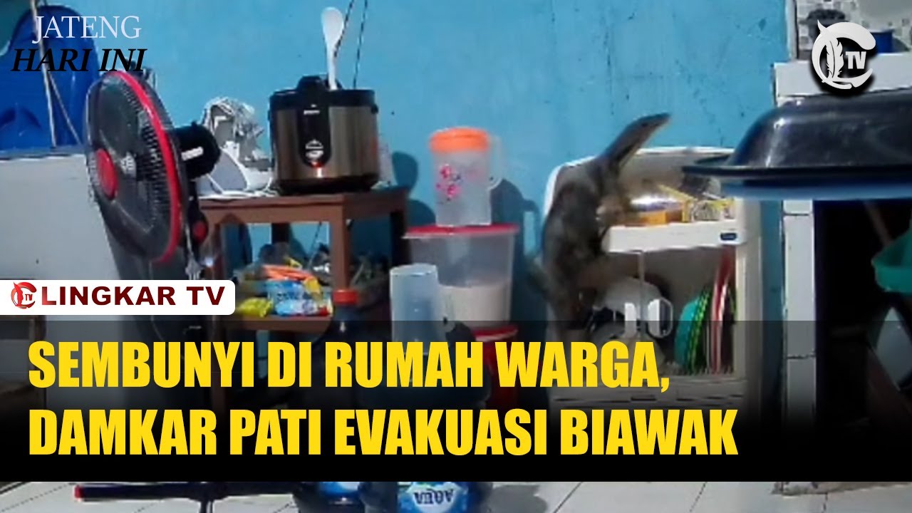 SEMBUNYI DI RUMAH WARGA, DAMKAR PATI EVAKUASI BIAWAK