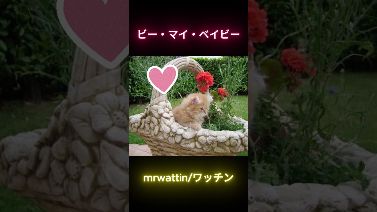 ビー・マイ・ベイビー #shorts  #mrwattin