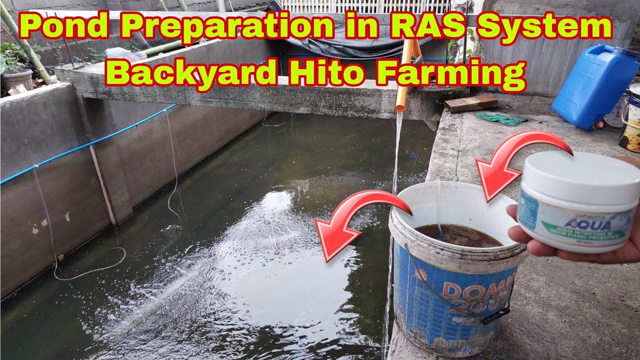 Pond Preparation for Backyard Hito Farming using RAS System