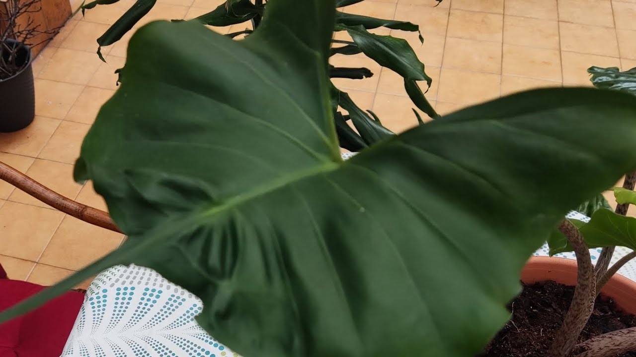 Cuidados de la Alocasia Macrorrhiza Stingray o Raya.