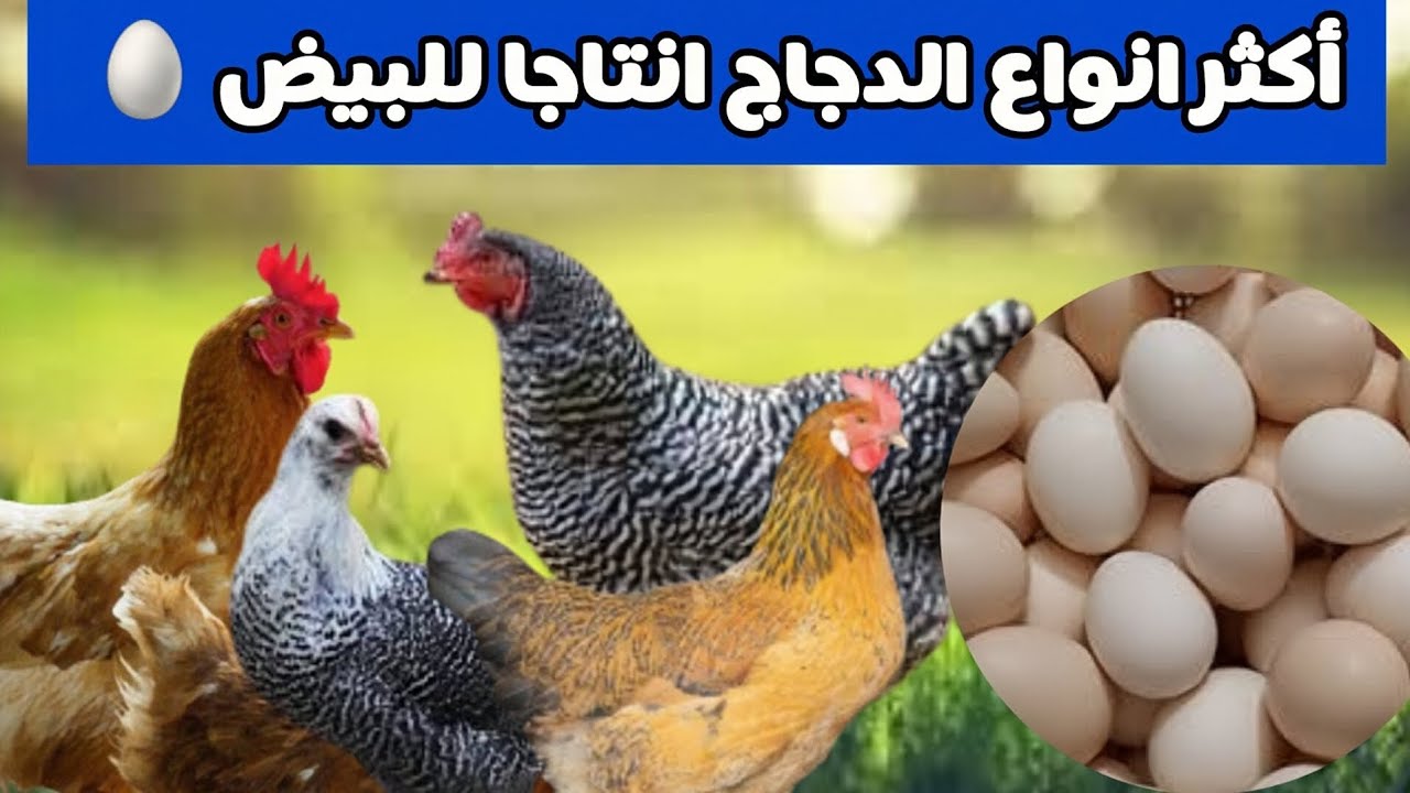 أفضل انواع الدجاج البياض 🥚 اكثر نوع فراخ لانتاج البيض | أفضل سلالة للتربية 🐓 بالصور
