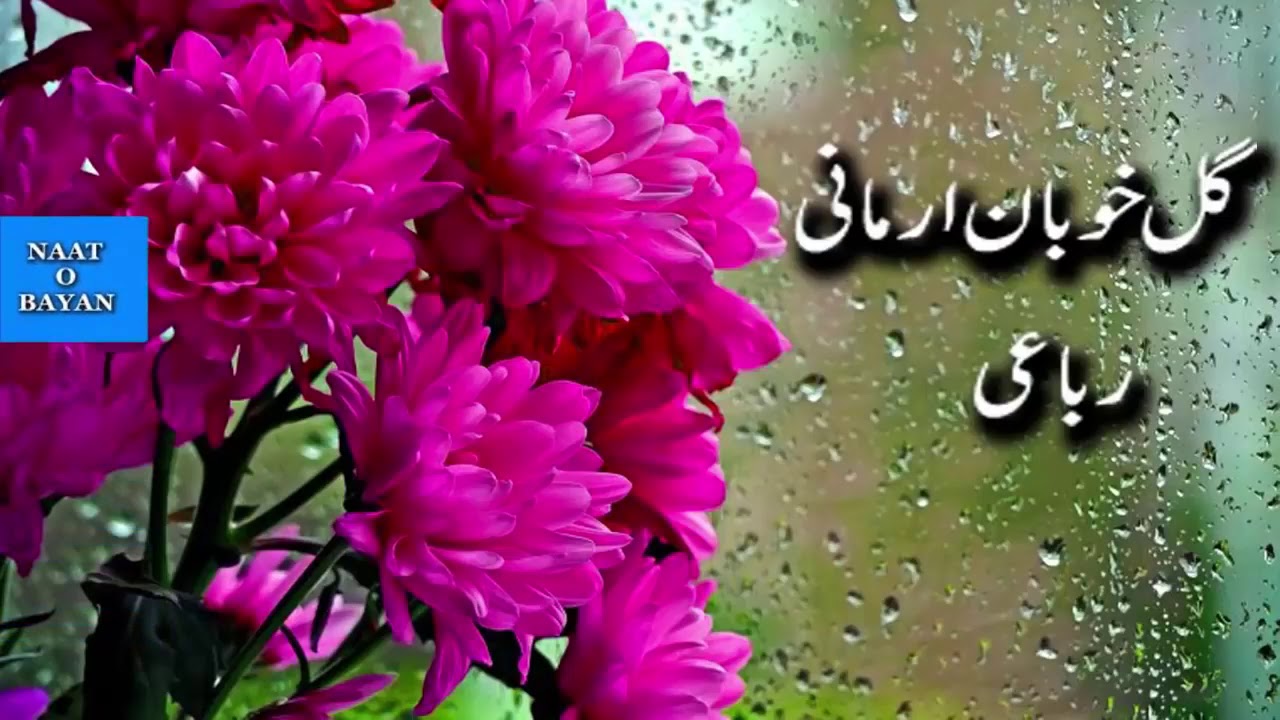 ګل خوبان ککی نعت شریف