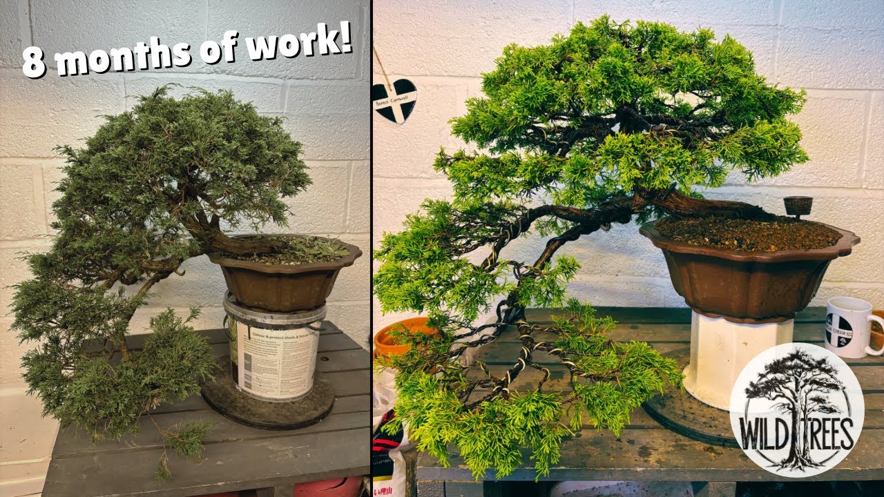 Itoigawa Juniper Cascade Bonsai – 8 Hours of Wiring | EP1