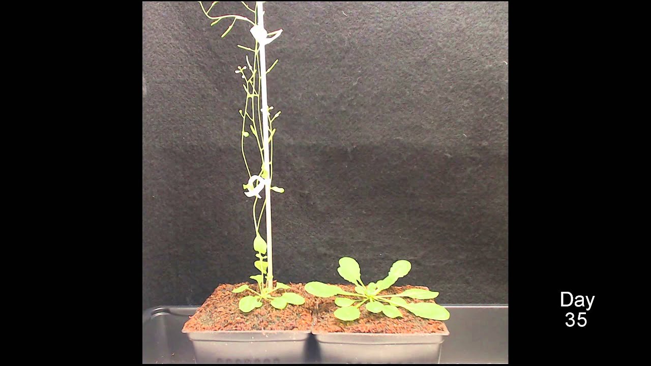 Photoperiodic flowering timelapse -- Arabidopsis #1 (2 minutes)