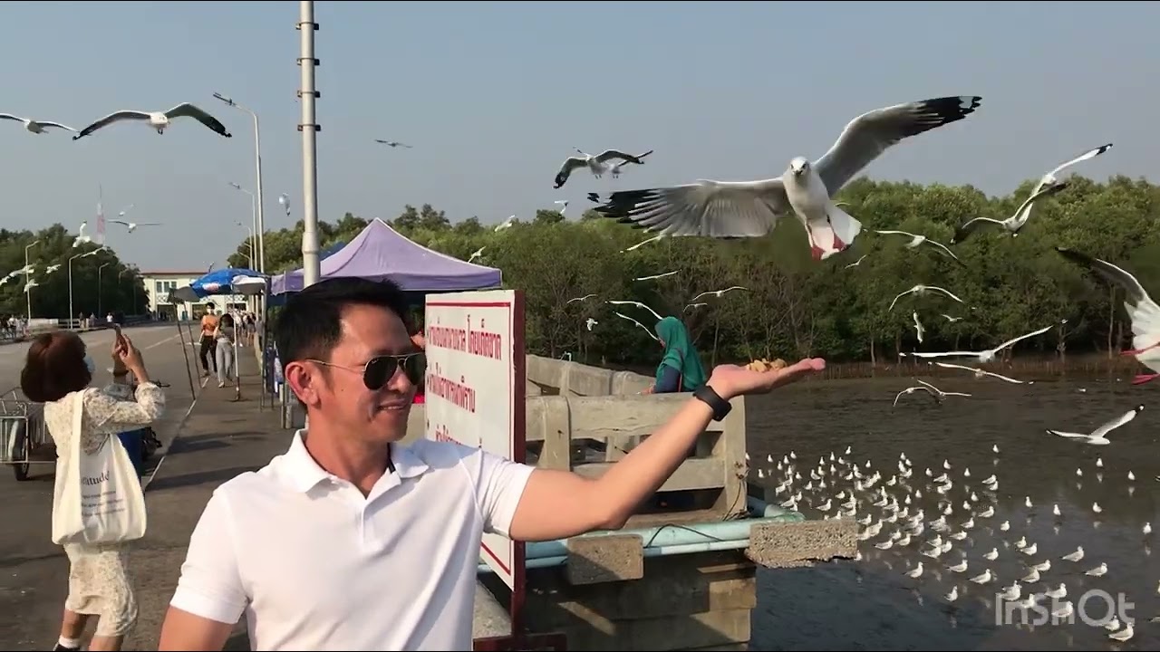 Awesome! Easy way to catch bird #short #youtube #shorts #video