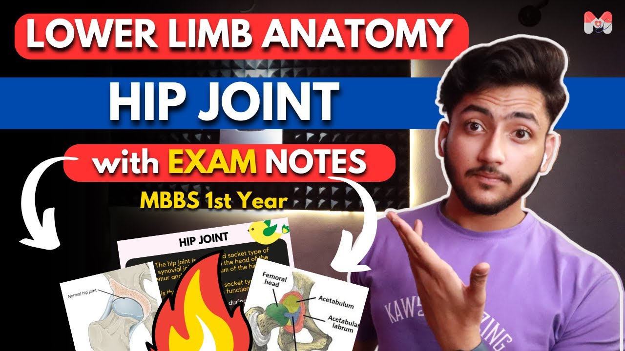 Lower Limb Anatomy- Hip Joint | MBBS 1st Year | Full Explanation With Exam Notes | MBBS World
