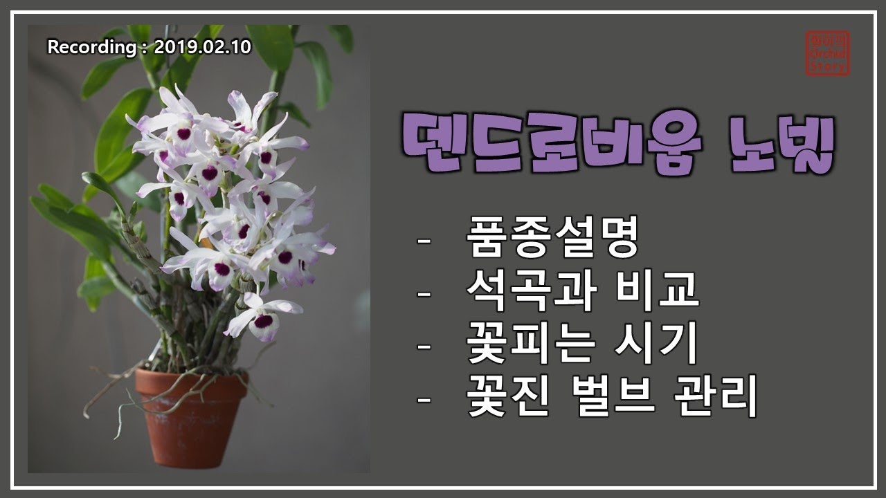 덴드로비움 노빌 품종 설명, 고아에서 핀꽃,  Dendrobium nobile, 금채석곡   [화이 난초 이야기]