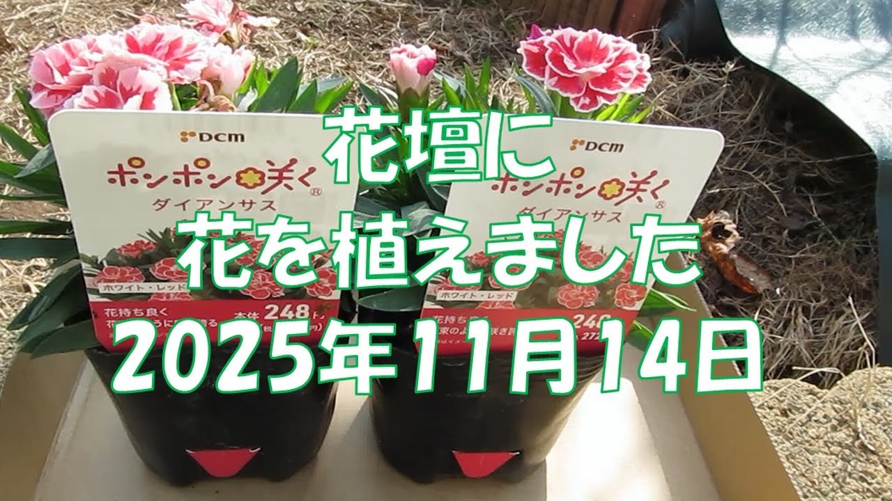 043 花壇に花を植えました 2025年11月14日
