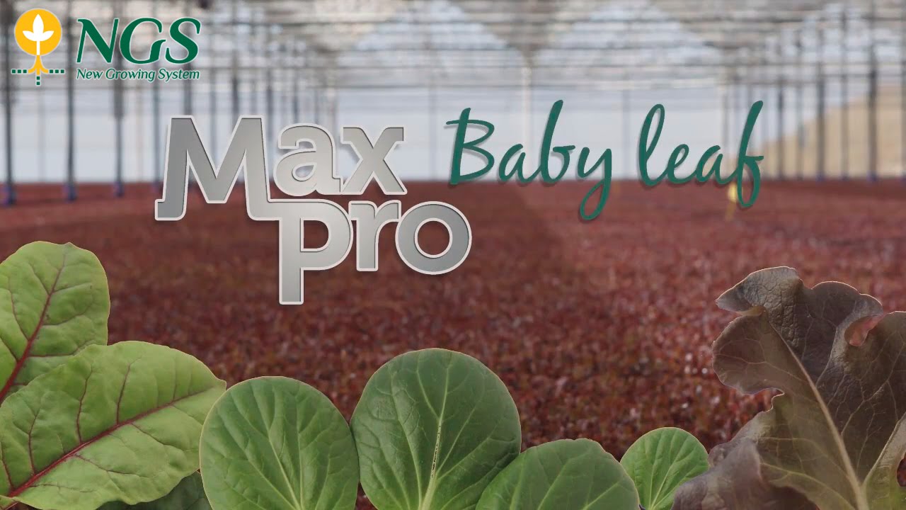 BabyLeaf MaxPro ngsystem - English