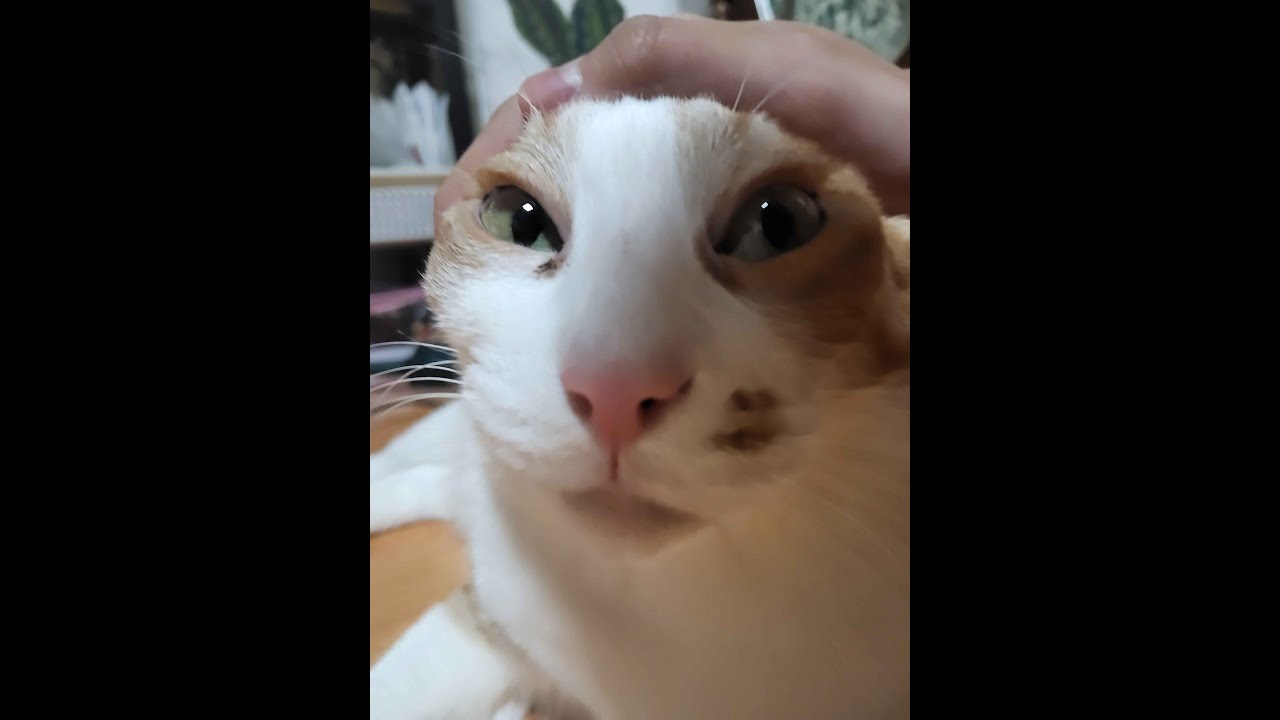 osumaniachordjack