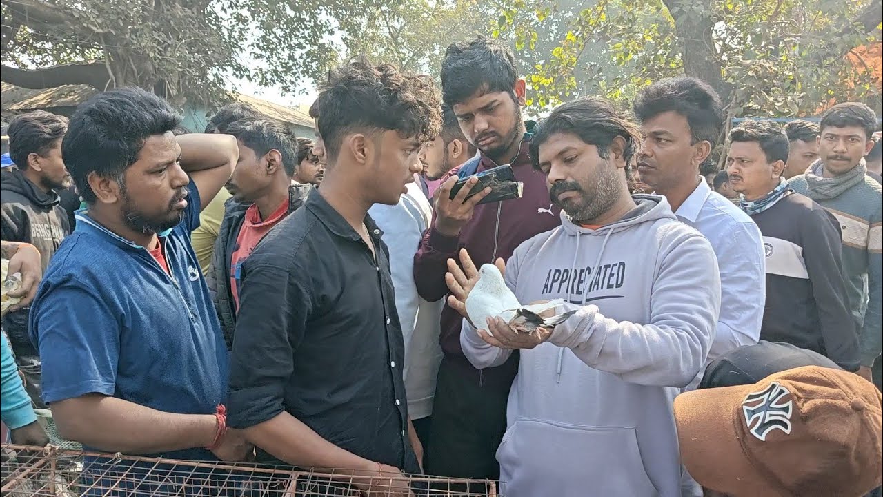 Kolkata pigeon market video | Galiff street pigeon market video 