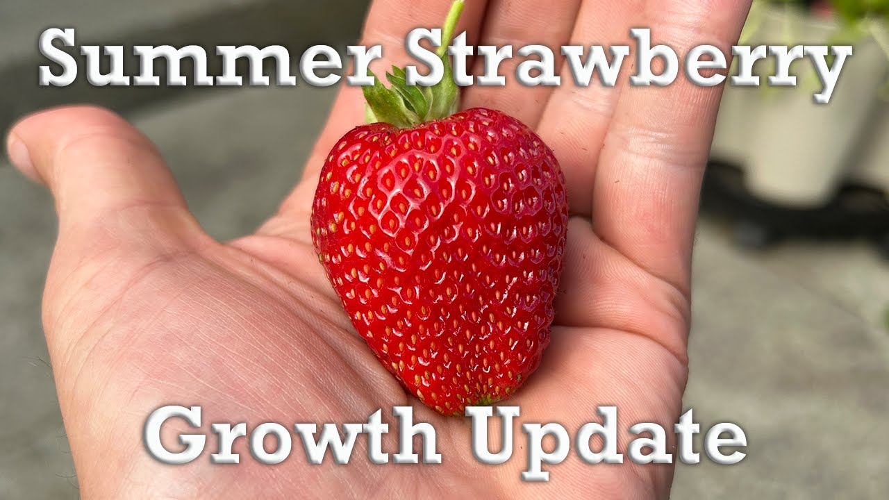 Organic Albion Strawberries Thriving In Summer | Small Porch Garden Update