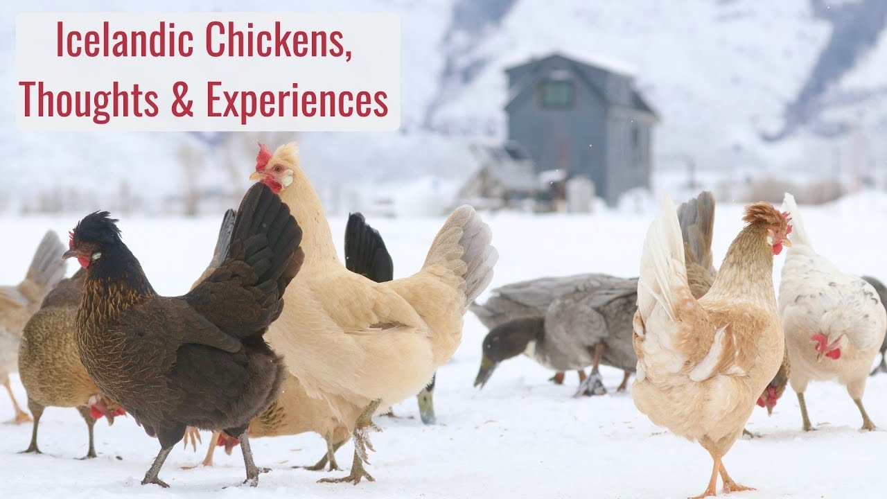 Icelandic Chickens - Thoughts and Experiences with Viking Chickens for Our Cold Climate Homestead