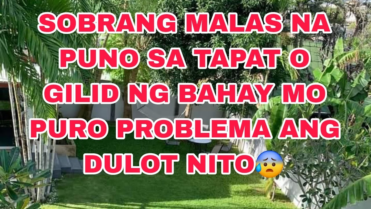 NAPAKA MALAS NA PUNO SA HARAP AT GILID NG BAHAY MO 