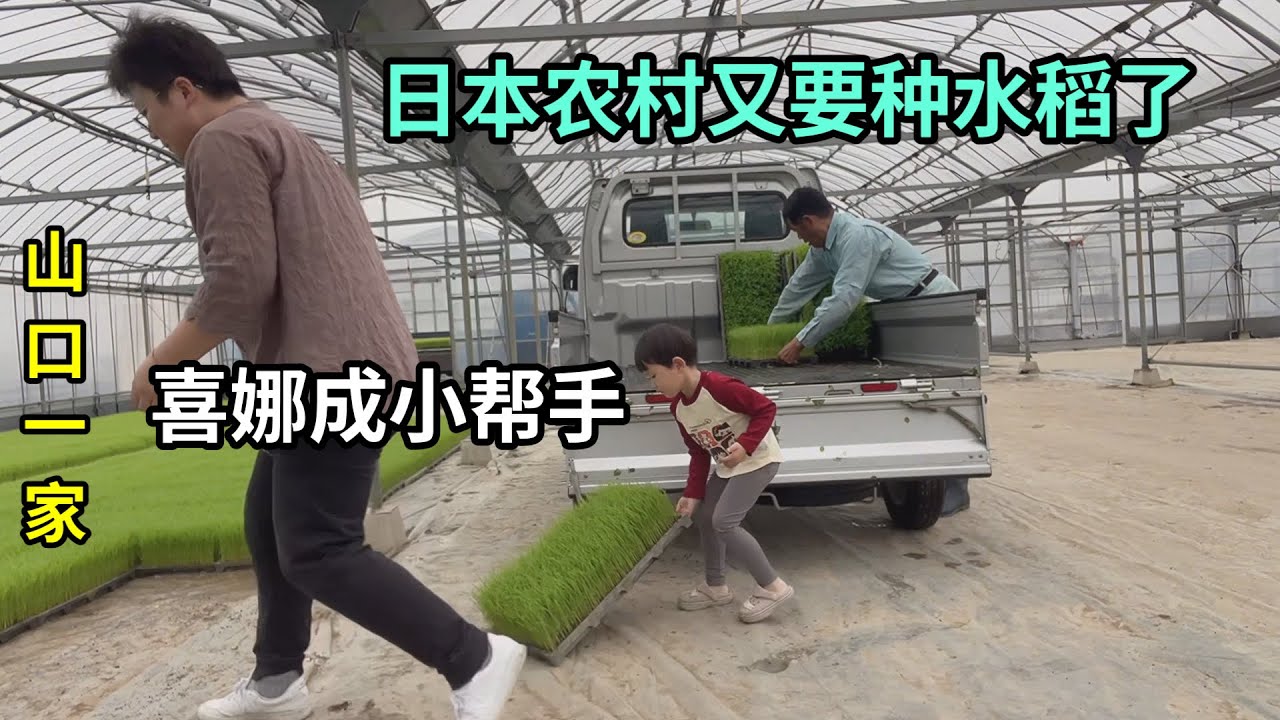 日本農村開始種水稻了，跟老公一起買水稻苗，喜娜也會幫忙了