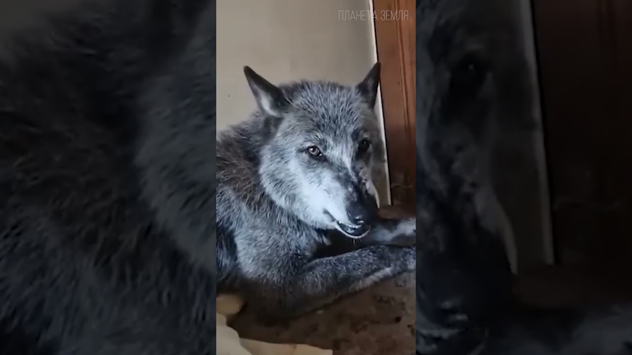 Волкособ: Гибрид Волка и Собаки 😉 #животные #волк #собака