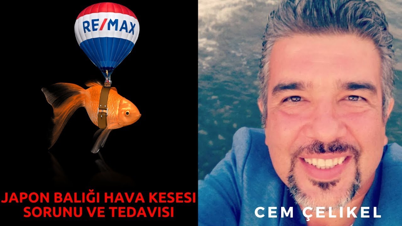 Japon Balığı Hava Kesesi Patlaması Nedenleri (Japon Balığı Hava Kesesi Sorunu Hava Kesesi Tedavisi)