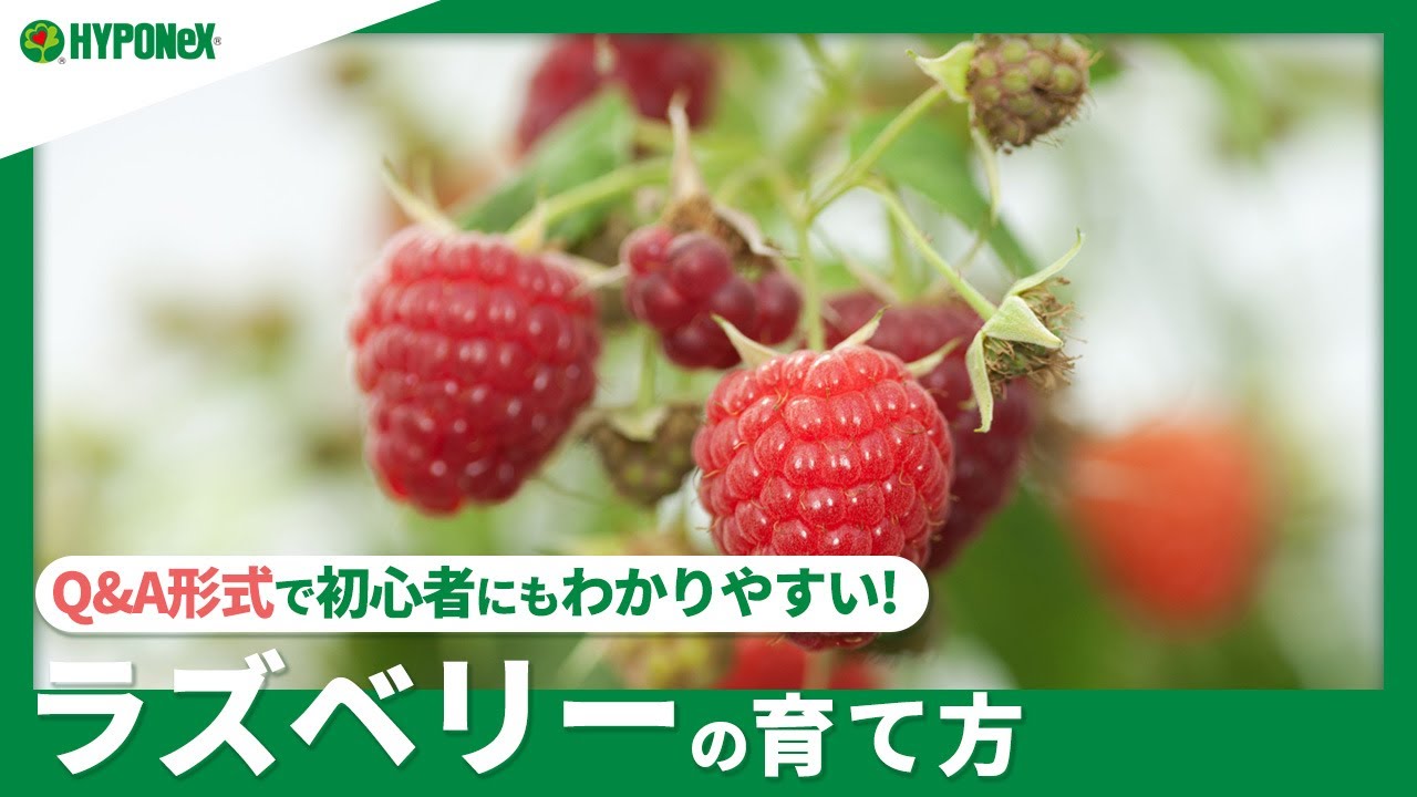 ☘200：【Q&A】ラズベリーの育て方｜美味しい実を収穫する方法は？水やりや肥料などの管理方法もご紹介