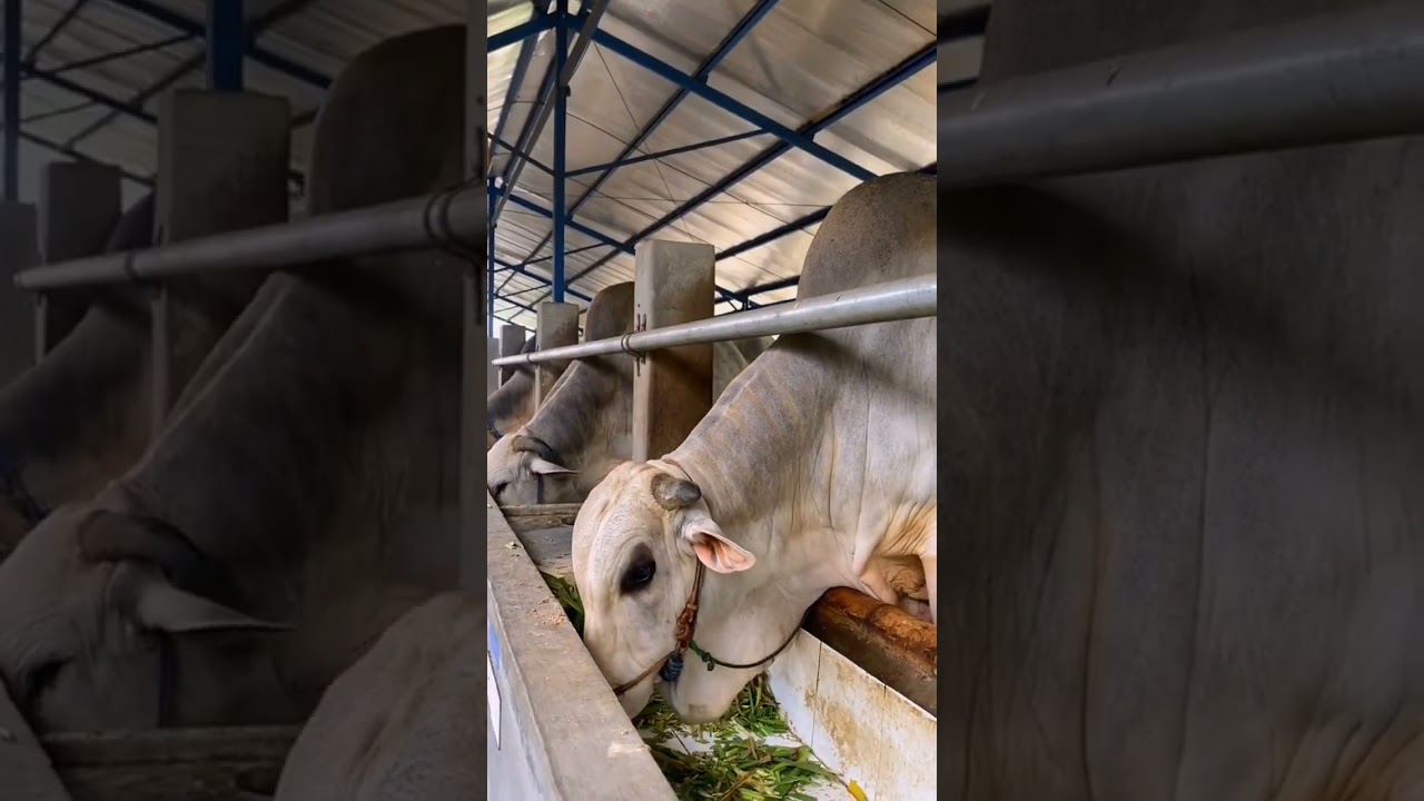 KANDANG SAPI MODERN #peternaksapi #sapi #breding