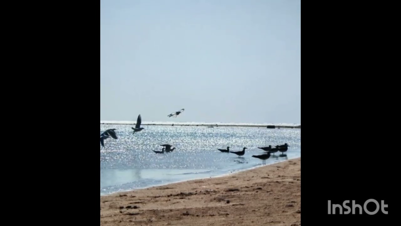 بودكاست (تشتت) الاجابه امامنا ولكننا نغفل عنها 🌸