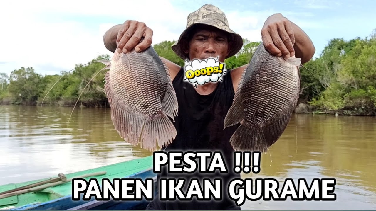 HASIL YANG TAK DI SANGKA - PESTA PANEN IKAN GURAME || FISH TRAP INDONESIA