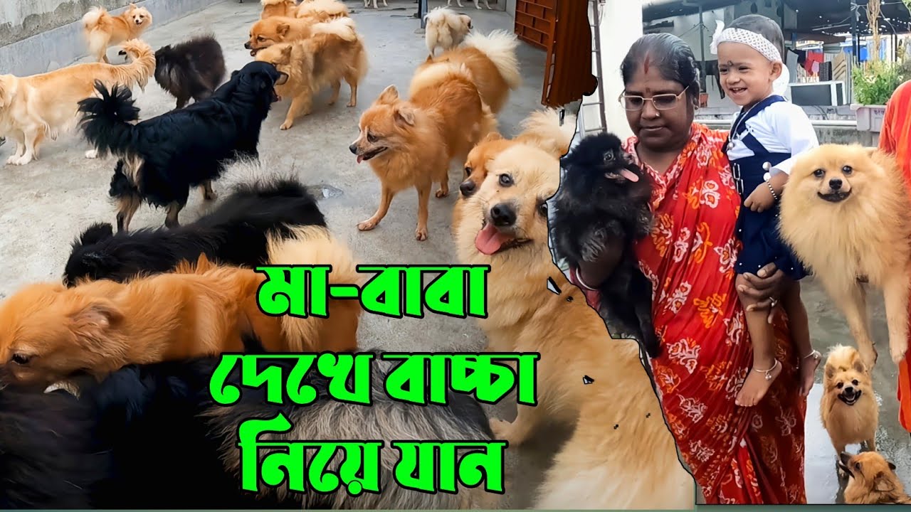 Pomeranian Dog Kennel in Kolkata। Home Breed Dog's Sale Kolkata। Culture Pom Puppy Sell।