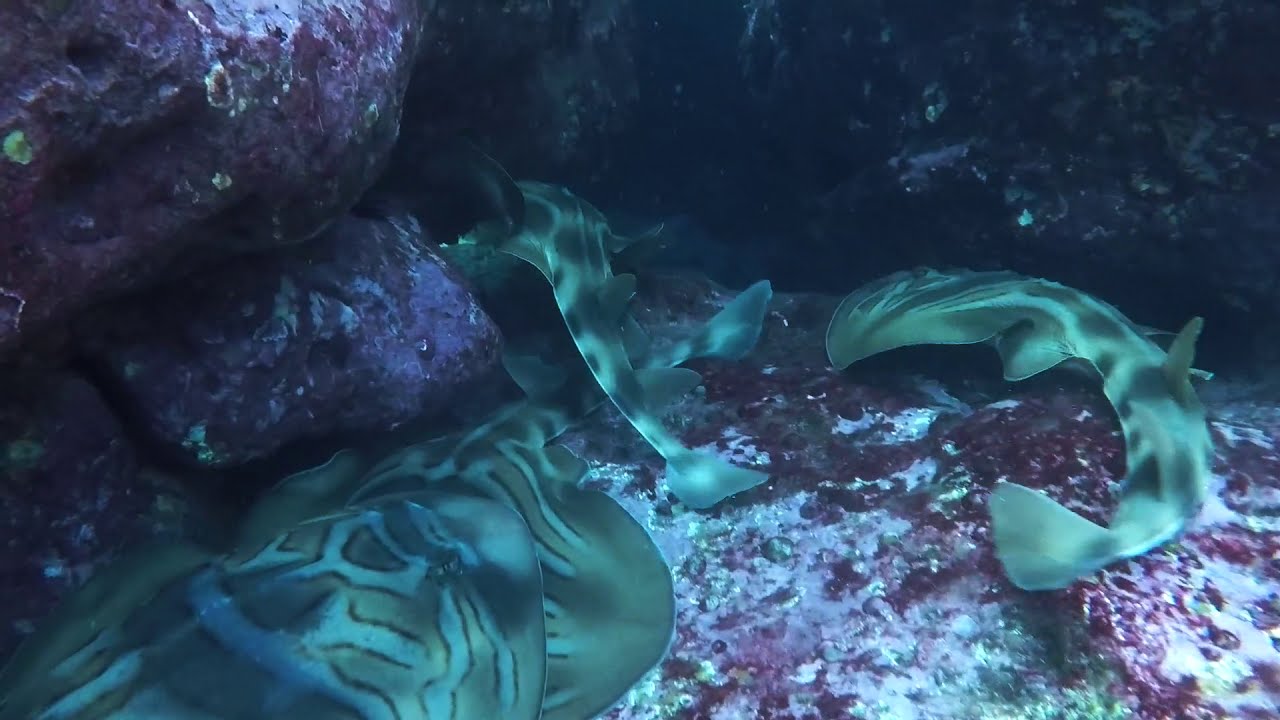Spearfishing Sydney NSW 3