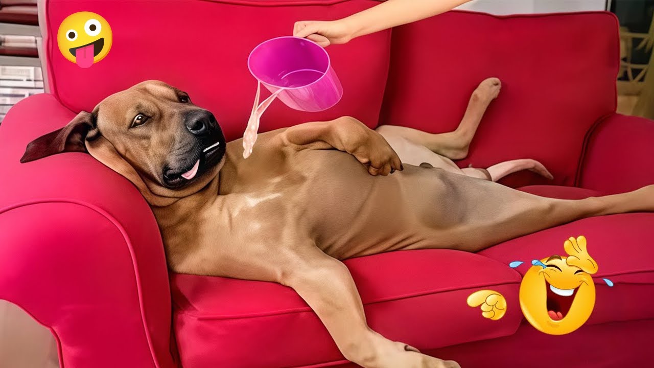 You’ll Die Laughing Watching These Dogs 😂🐶 The Funniest Dog Moments Compilation #22
