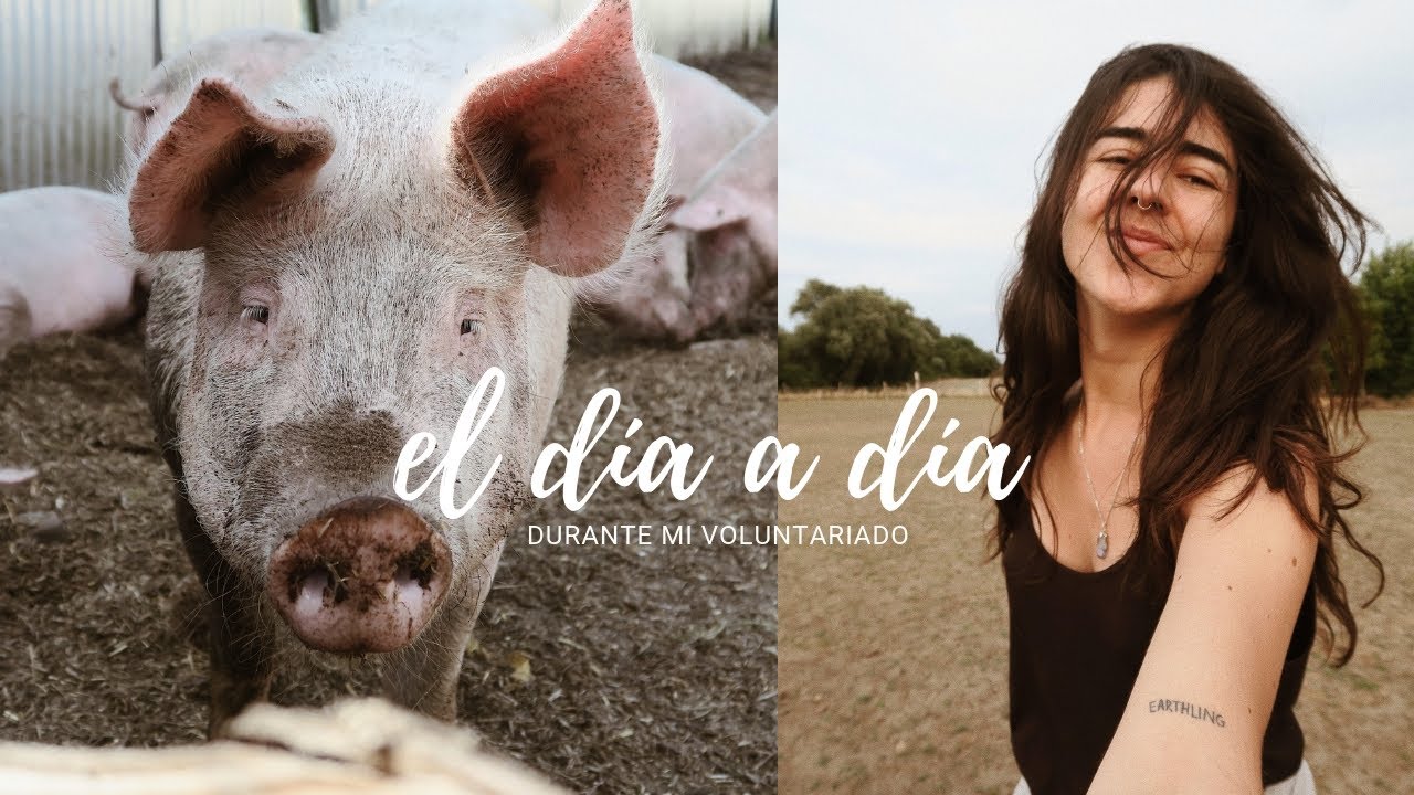 Voluntariado en un santuario de animales | El día a día