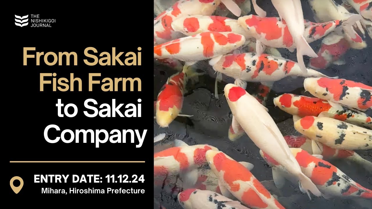 How My Auction Plan at Sakai Fish Farm Paid Off | The Nishikigoi Journal | EP #066