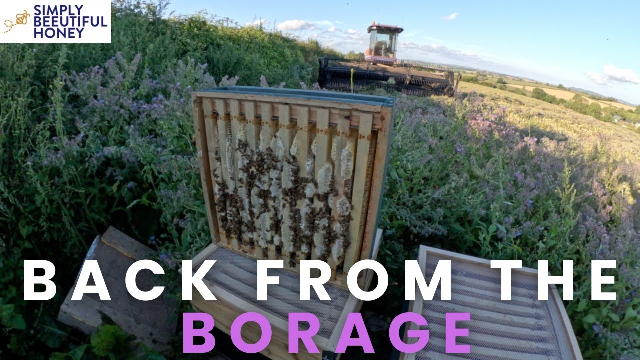 Back from the Borage, End of season grafts, ASBO gulls's