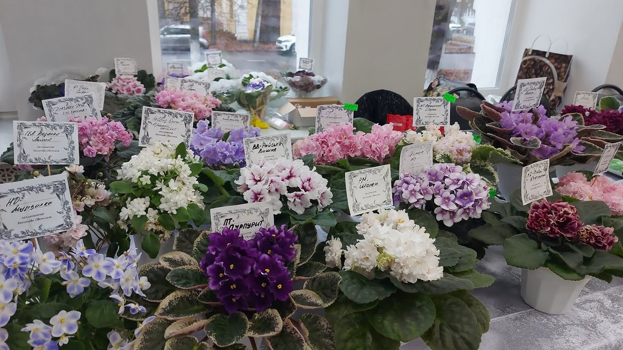 Violet exhibition in Yaroslavl (October) #saintpaulia #flowers #yaroslavl #violets