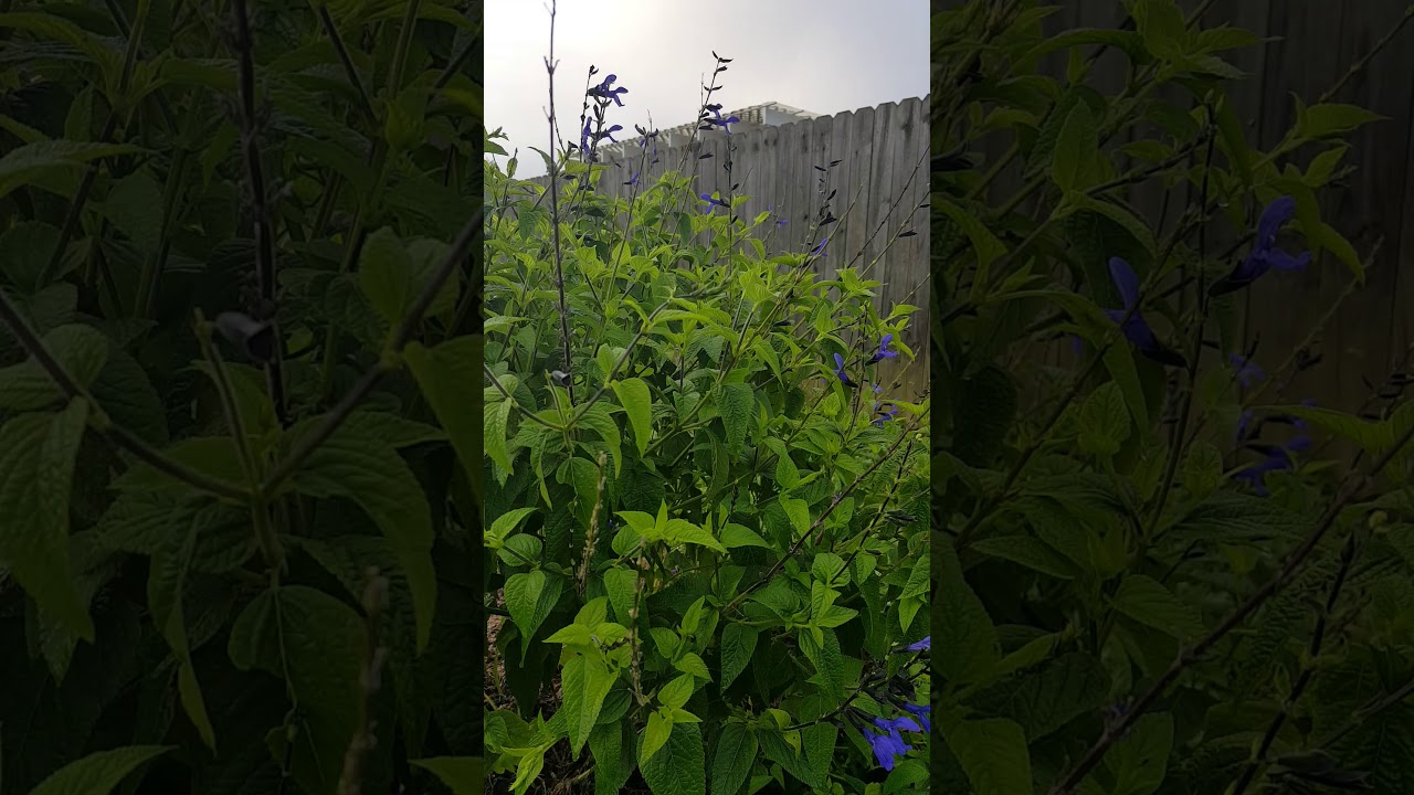 Hummingbird salvia