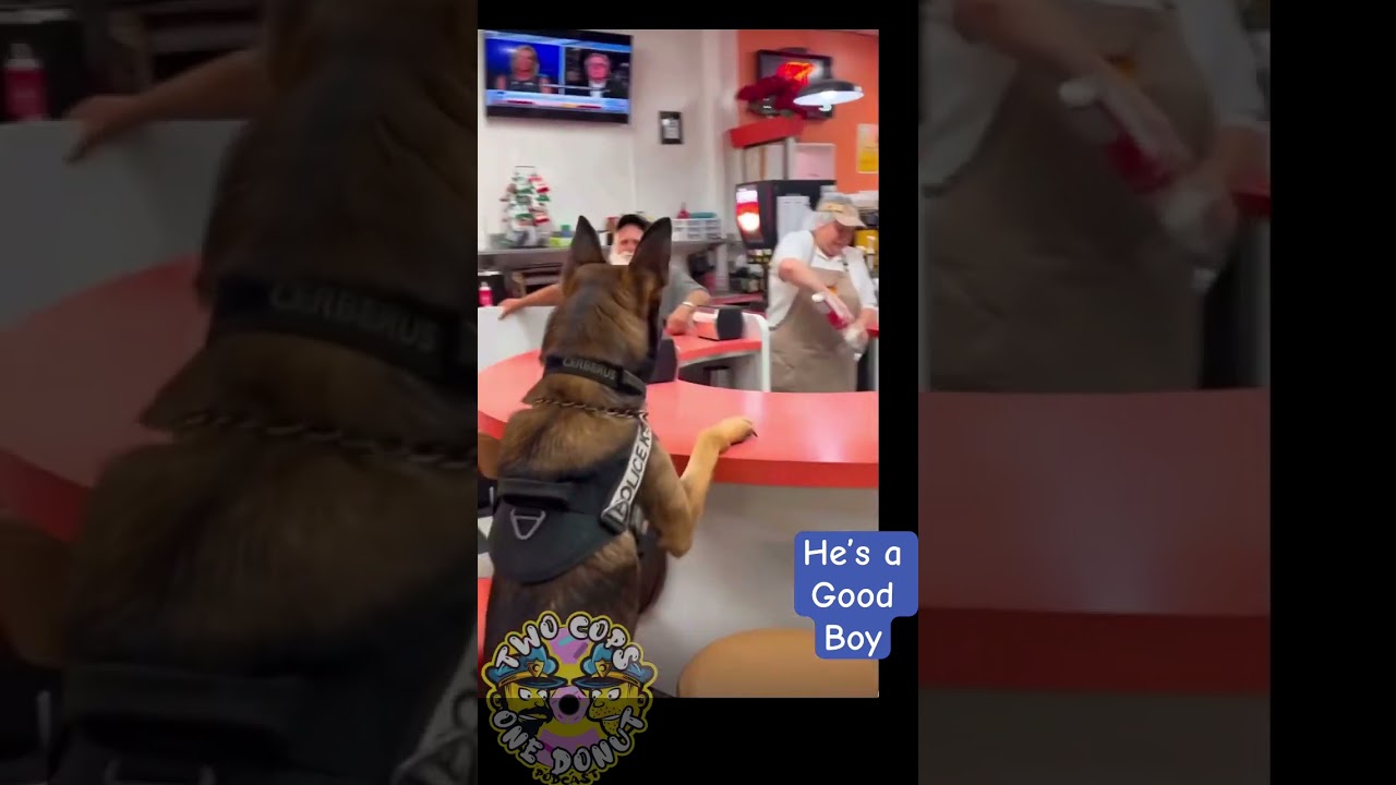 Pup-cup Police k9 earns a treat #puppers #shorts #funny  #police #k9cop #k9 #pupcup #fyp #fy #viral