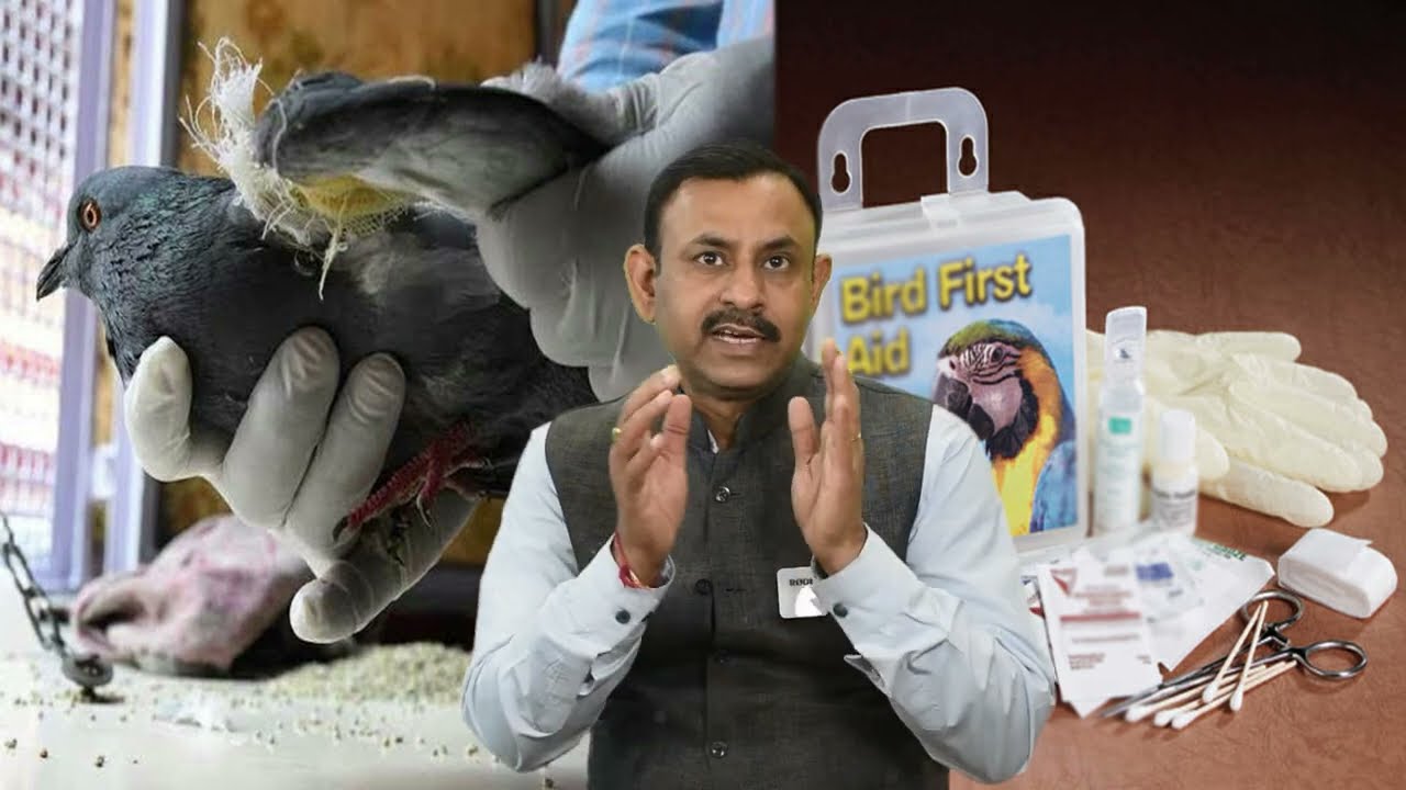 घायल कबूतर और पक्षियों का घर पर उपचार कैसे करे || First Aid Treatment || Dr Nagender Yadav
