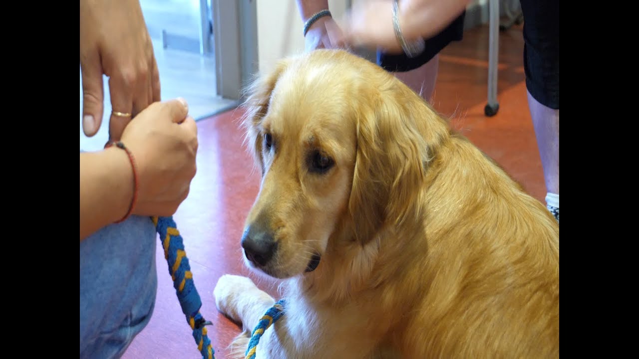 Un chien à l'ESAT de Sélestat