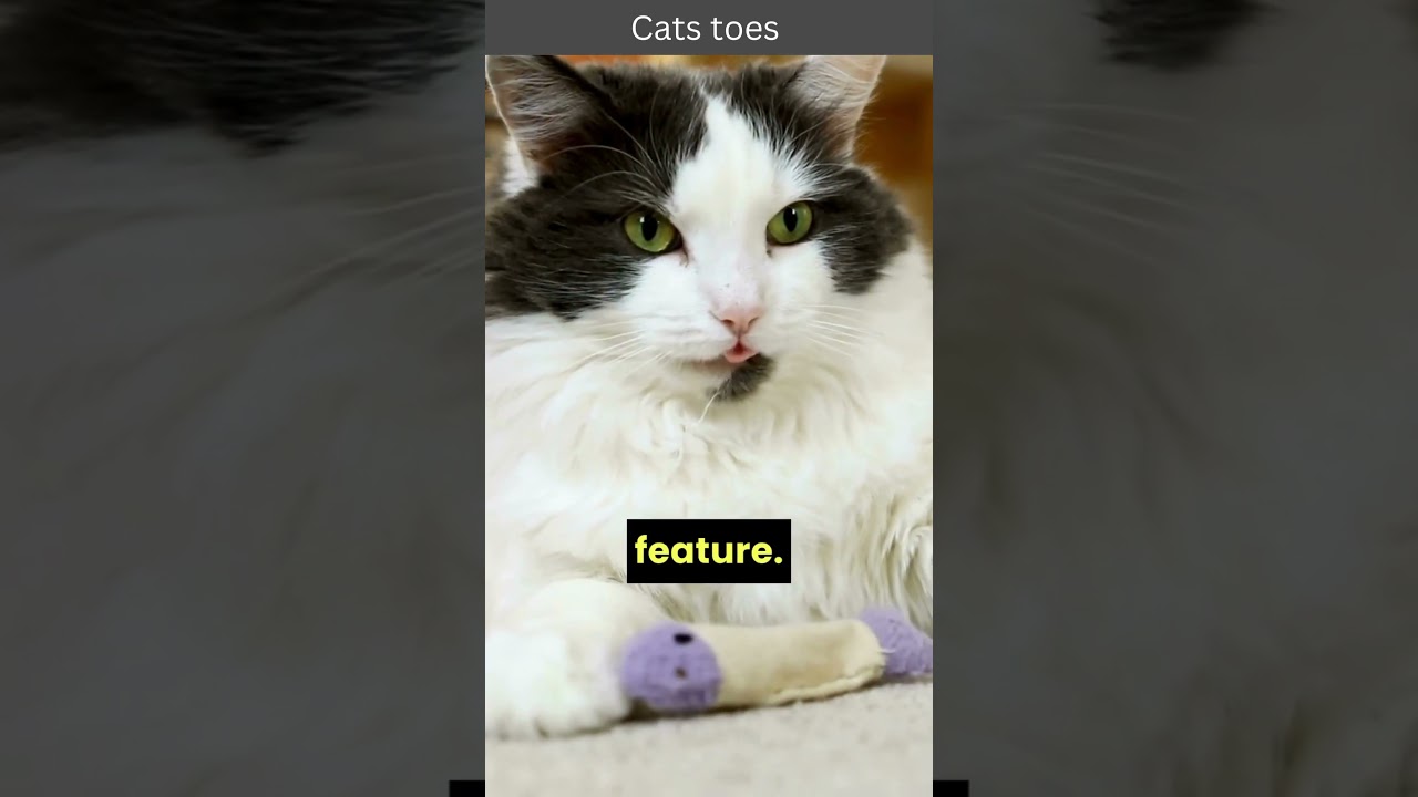 The Unique Toes of Cats! 🐱🐾 
